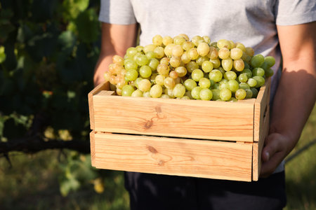 Farmer holding wooden crate with grapes in vineyard, closeupの写真素材