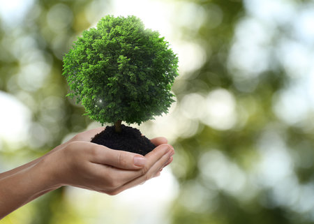 Environment and ecology concept. Woman holding soil with small tree outdoors, closeupの写真素材