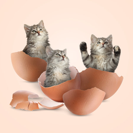 Cute kittens in cracked eggshells on beige background. Baby animalの写真素材