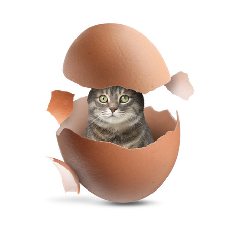 Cute cat looking out of cracked eggshell on white backgroundの写真素材