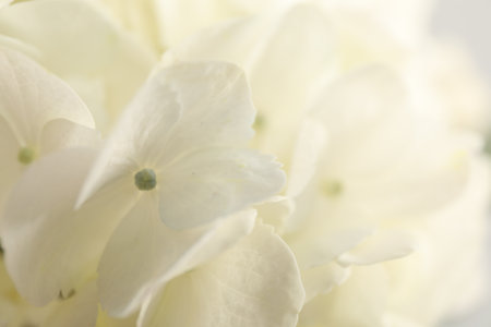 Beautiful white hydrangea flower as background, closeup