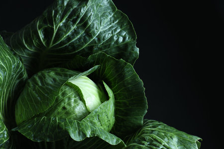 Whole ripe head of cabbage on dark background, closeupの写真素材