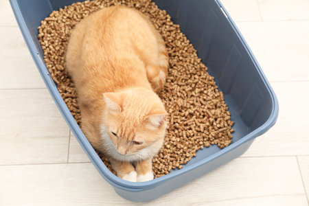 Cute ginger cat in litter tray on floor indoorsの写真素材