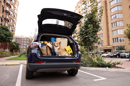 Pembroke Welsh Corgi with suitcase and other stuff in car trunkの写真素材