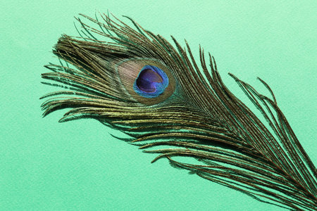 One beautiful peacock feather on turquoise background, top viewの写真素材