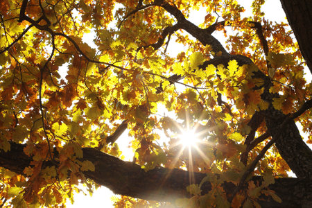 Sun shining through tree branches with colorful leaves outdoors, low angle viewの写真素材