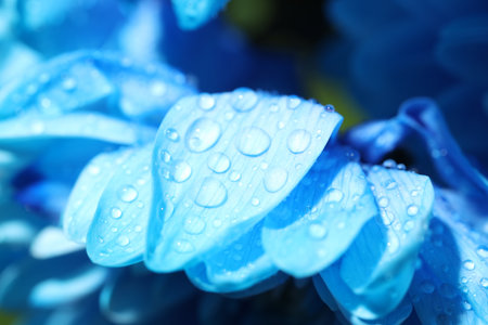 Beautiful light blue flower with water drops on blurred background, macro viewの写真素材