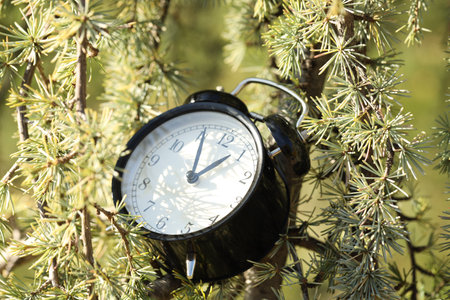 Autumn time. Alarm clock on cedar tree outdoors, closeupの写真素材