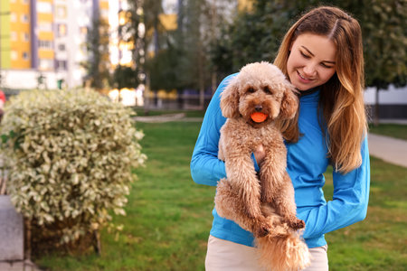 A Toy Poodle dog with orange ball outdoorsの写真素材