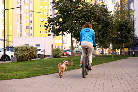 Person cycling with a Toy Poodle dog running alongside on a paved path outdoors, back viewの写真素材