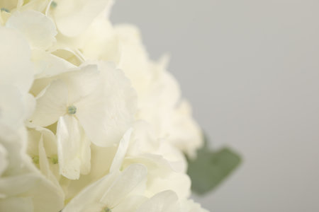 Beautiful white hydrangea flower on light background, closeup. Space for textの写真素材