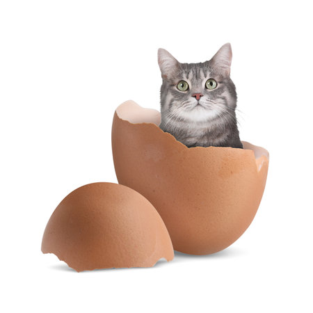 Cute cat looking out of cracked eggshell on white backgroundの写真素材