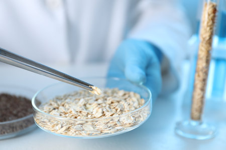 GMO concept. Scientist holding petri dish with oat grains and tweezers at table in laboratory, closeupの写真素材