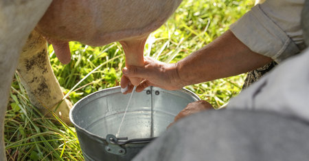 Senior woman milking cow in backyard, closeupの写真素材