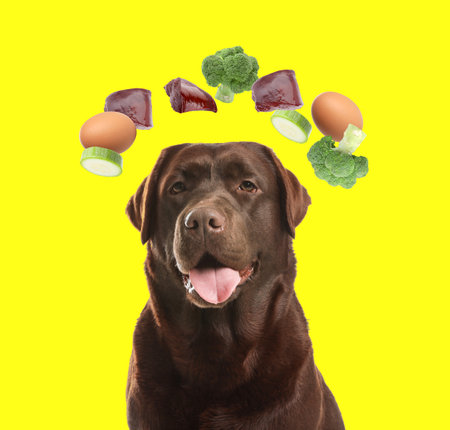 Cute dog surrounded by flying vegetables, eggs and raw liver on yellow background. Natural pet foodの写真素材
