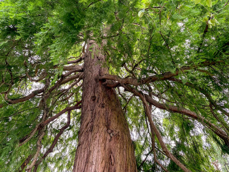 Beautiful tree with green leaves growing outdoors, low angle view
