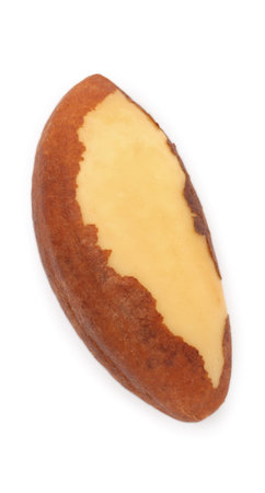 One tasty Brazil nut isolated on whiteの写真素材