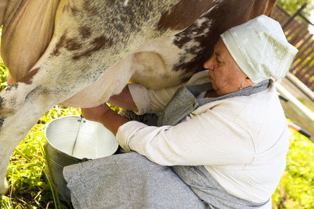 Traditional milking of cow in backyard. Farm animalの写真素材