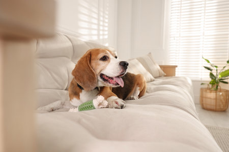 Cute dog playing with toy on sofa at home. Adorable petの写真素材