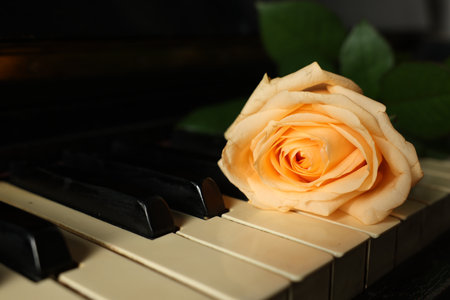 Beautiful yellow rose on piano keys, closeup. Space for textの写真素材