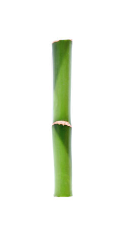Piece of decorative bamboo plant isolated on white, top viewの写真素材