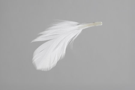 One white feather on light grey backgroundの写真素材