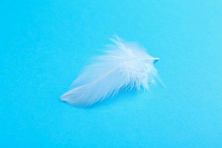 Beautiful fluffy feather on light blue background, closeupの写真素材