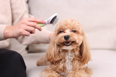 Woman brushing cute dog on sofa at home, closeupの写真素材