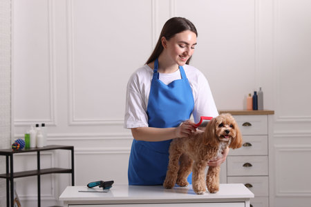Woman brushing cute dog in roomの写真素材