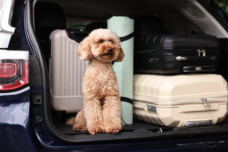 Cute Toy Poodle dog with suitcases and mat in car trunk