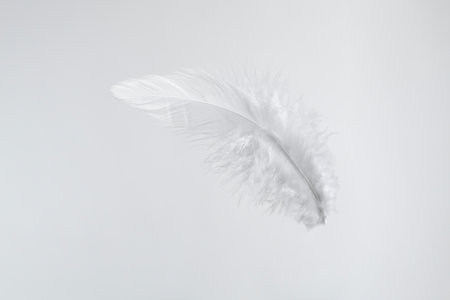 One beautiful fluffy feather isolated on whiteの写真素材