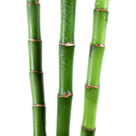 Stems of decorative bamboo plant isolated on whiteの写真素材