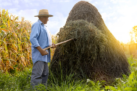 Senior man in straw hat pitching hay on farmlandの写真素材
