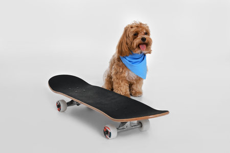 Cute dog with bandana and skateboard against white backgroundの写真素材