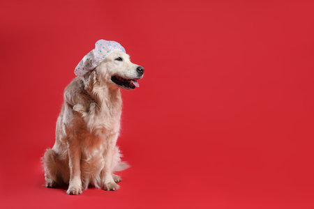 Cute funny dog in shower cap on red background. Space for textの写真素材