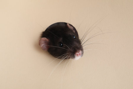 Cute rat looking through hole in beige paper sheetの写真素材