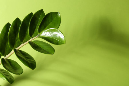 Beautiful branch with leaves casting shadow on green background, closeup. Space for textの写真素材