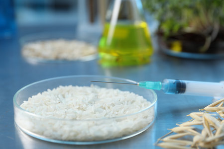 Different raw grains in Petri dishes, microgreens, syringe and other equipment on table in laboratory, closeupの写真素材