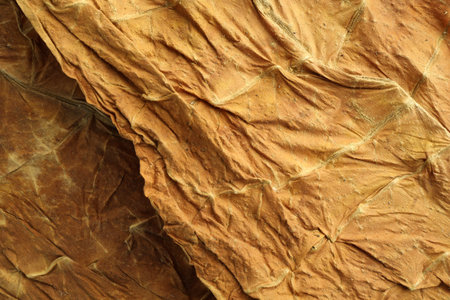Dried tobacco leaves as background, top viewの写真素材