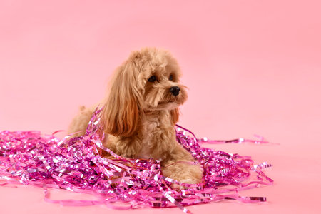 Cute dog with a pile of shiny tinsels on pink background