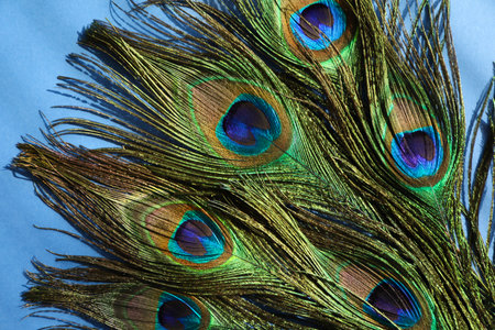 Many beautiful peacock feathers on blue background, top viewの写真素材
