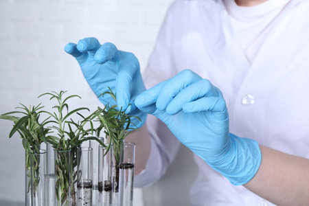 Laboratory testing. Scientist with plant samples indoors, closeupの写真素材