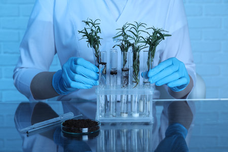 Laboratory testing. Scientist taking test tubes with rosemary from rack at table indoors, closeupの写真素材