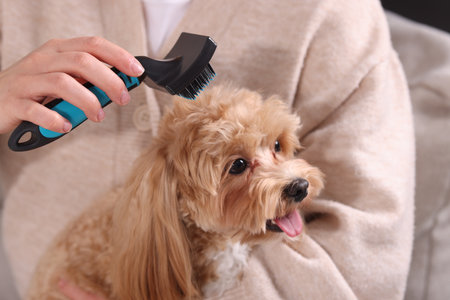 Woman brushing cute Maltipoo dog at home, closeupの写真素材
