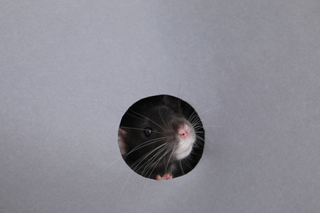 Cute rat looking through hole in grey paper sheetの写真素材
