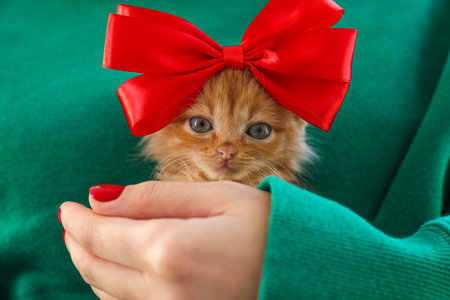 Woman holding cute ginger kitten with bow, closeupの写真素材