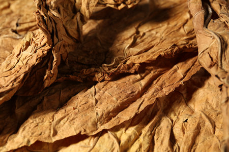Dried tobacco leaves as background, closeup viewの写真素材
