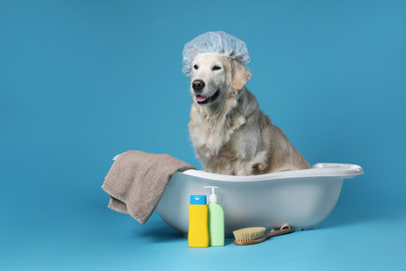 Cute funny dog with shower cap in small bathtub and other bath accessories on light blue backgroundの写真素材