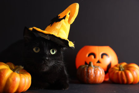 Cute cat in witch's hat near Halloween basket and pumpkins on black background. Adorable pet