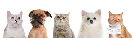 Cute cats and dogs looking at camera on white backgroundの写真素材